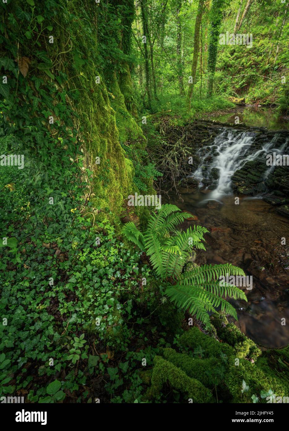 Huge mossy and ivy covered oak in front of an old dam on a stream in Courel Mountains Geopark Folgoso de Courel Lugo Galicia Stock Photo