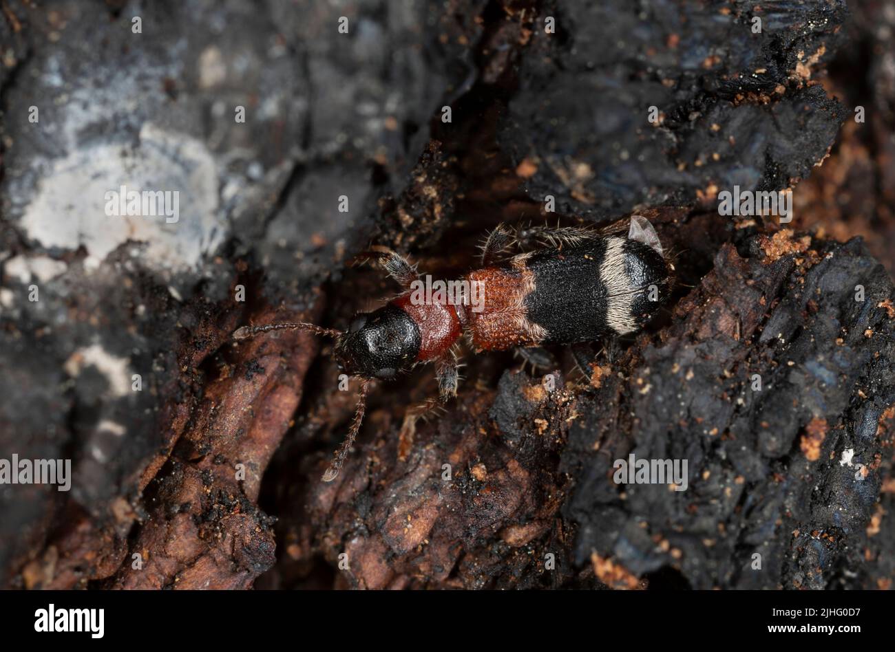 Checkered beetle, Thanasimus femoralis on burnt pine wood, this insect is a predator on bark beetles Stock Photo