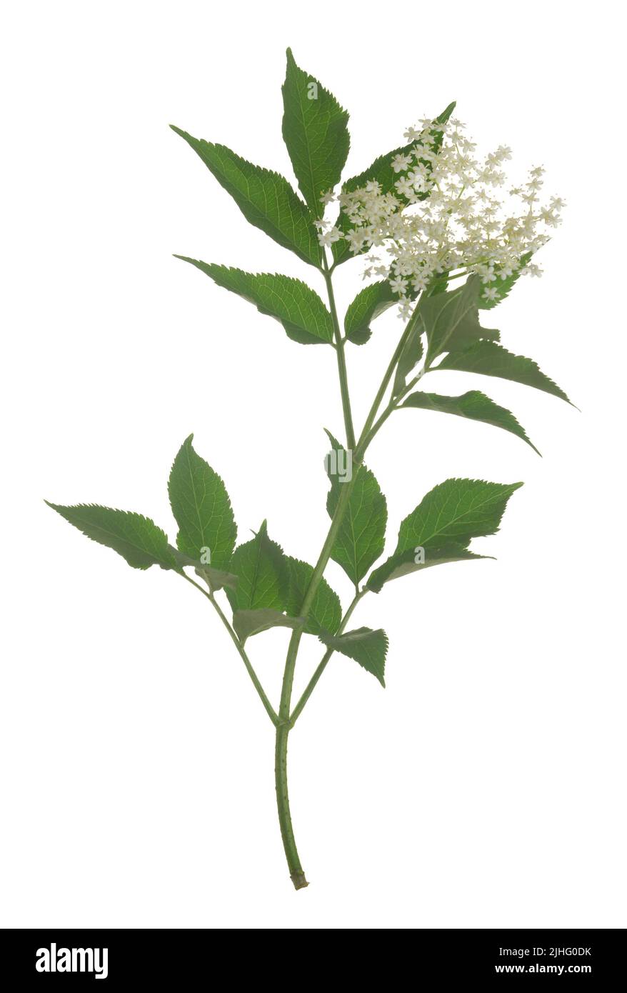 Blossoming Black elder, Sambucus nigra twig isolated on white background, the flowers are often used for making cordial Stock Photo