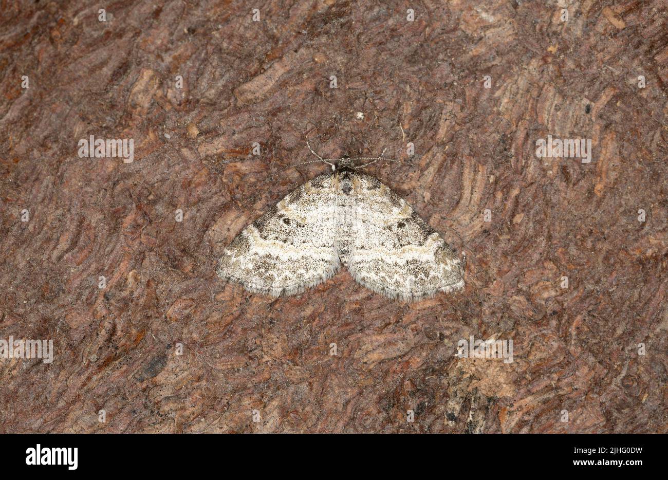 Small seraphim, Pterapherapteryx sexalata resting on bark, the larvae of this moth feeds on salix Stock Photo