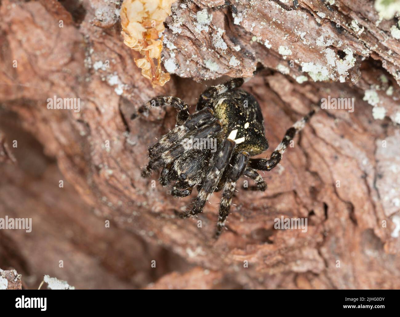 Araneus angulatus on pine bark, macro photo Stock Photo
