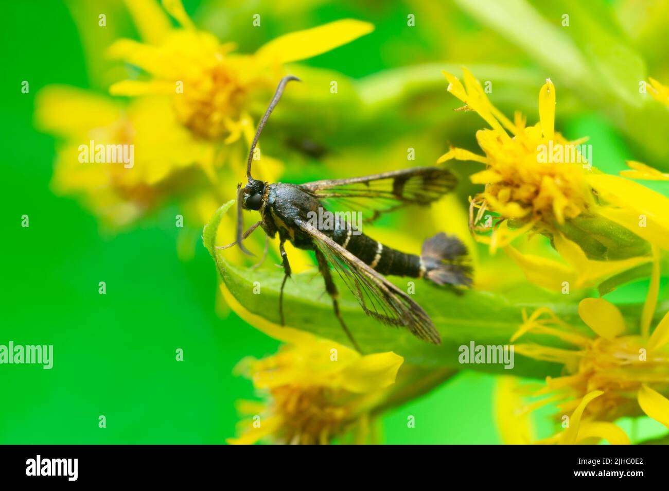 Currant clearwing, Synanthedon tipuliformis on flower, green background with copy-space Stock Photo