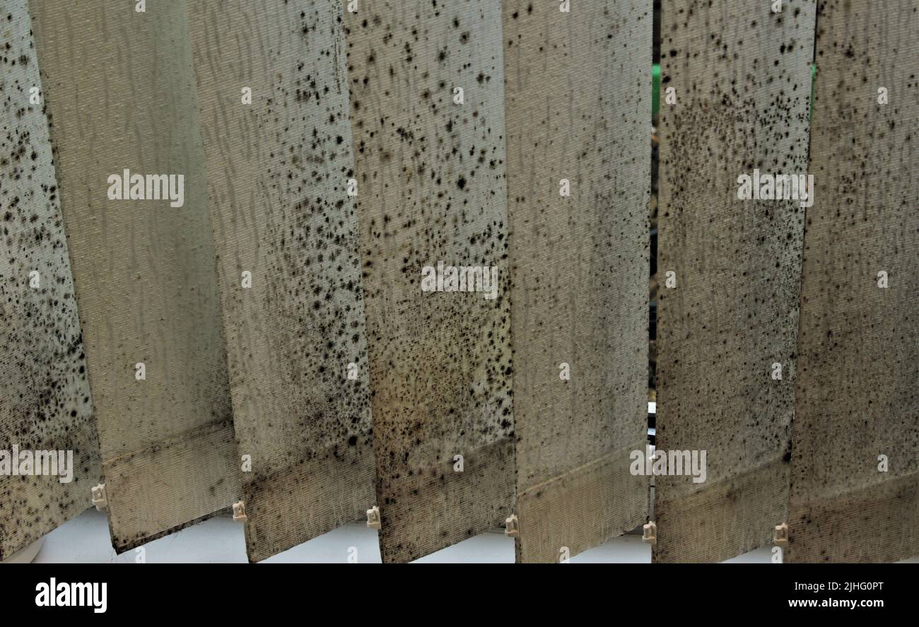 mold-and-mildew-covered-white-vertical-blinds-black-mold-on-interior