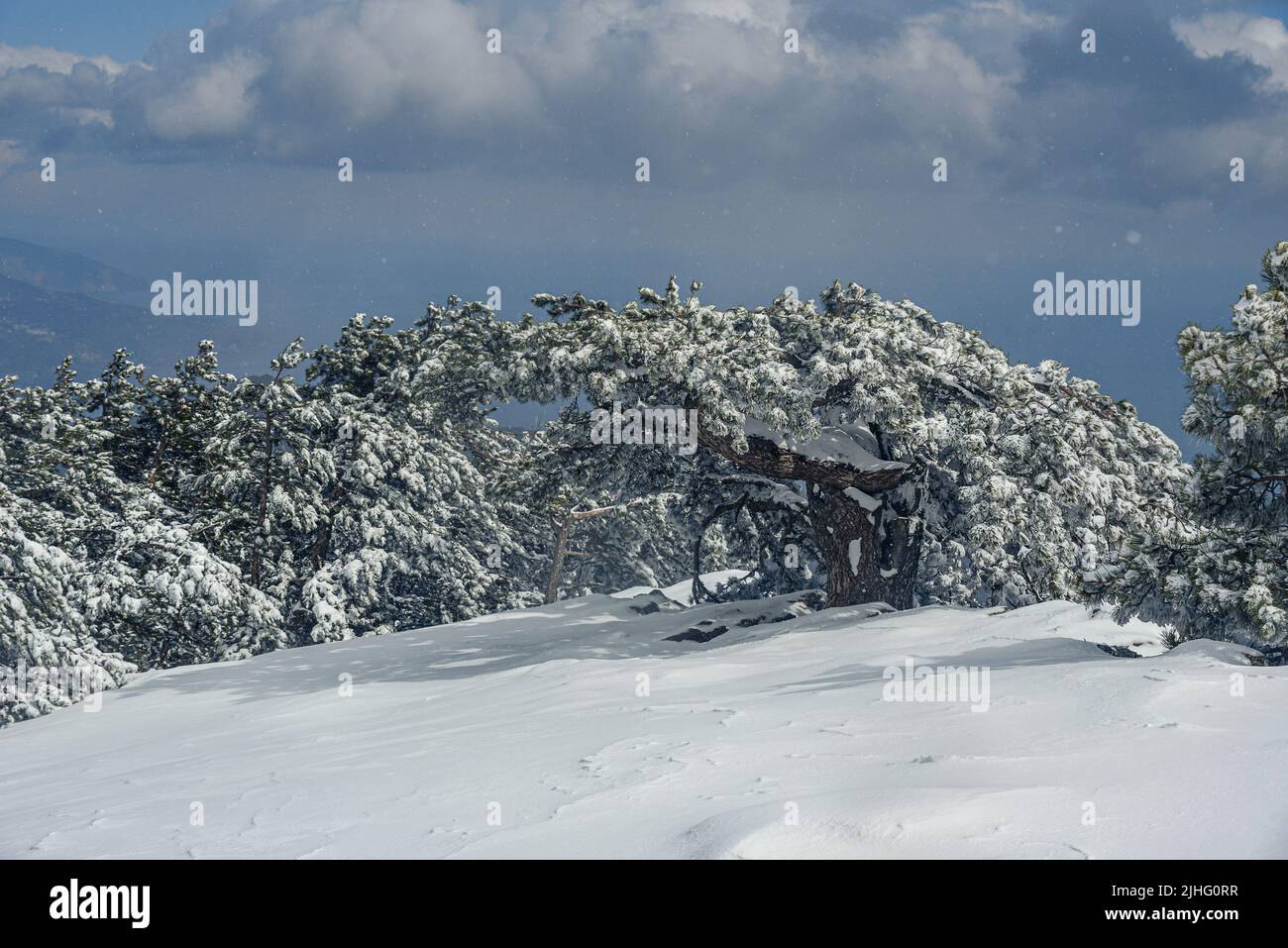 Snow covered pine tree on mountain Ai-Petri after blizzard in spring. Crimea Stock Photo