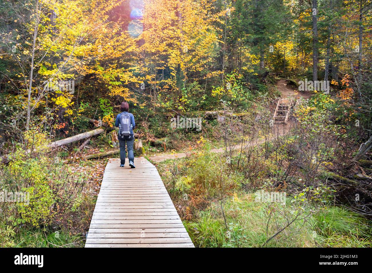 Woman hiker on a wooden walkway over wetland along a forest trail in a park on a sunny autumn day. Lens flare. Algonquin Park, ON, Canada. Stock Photo