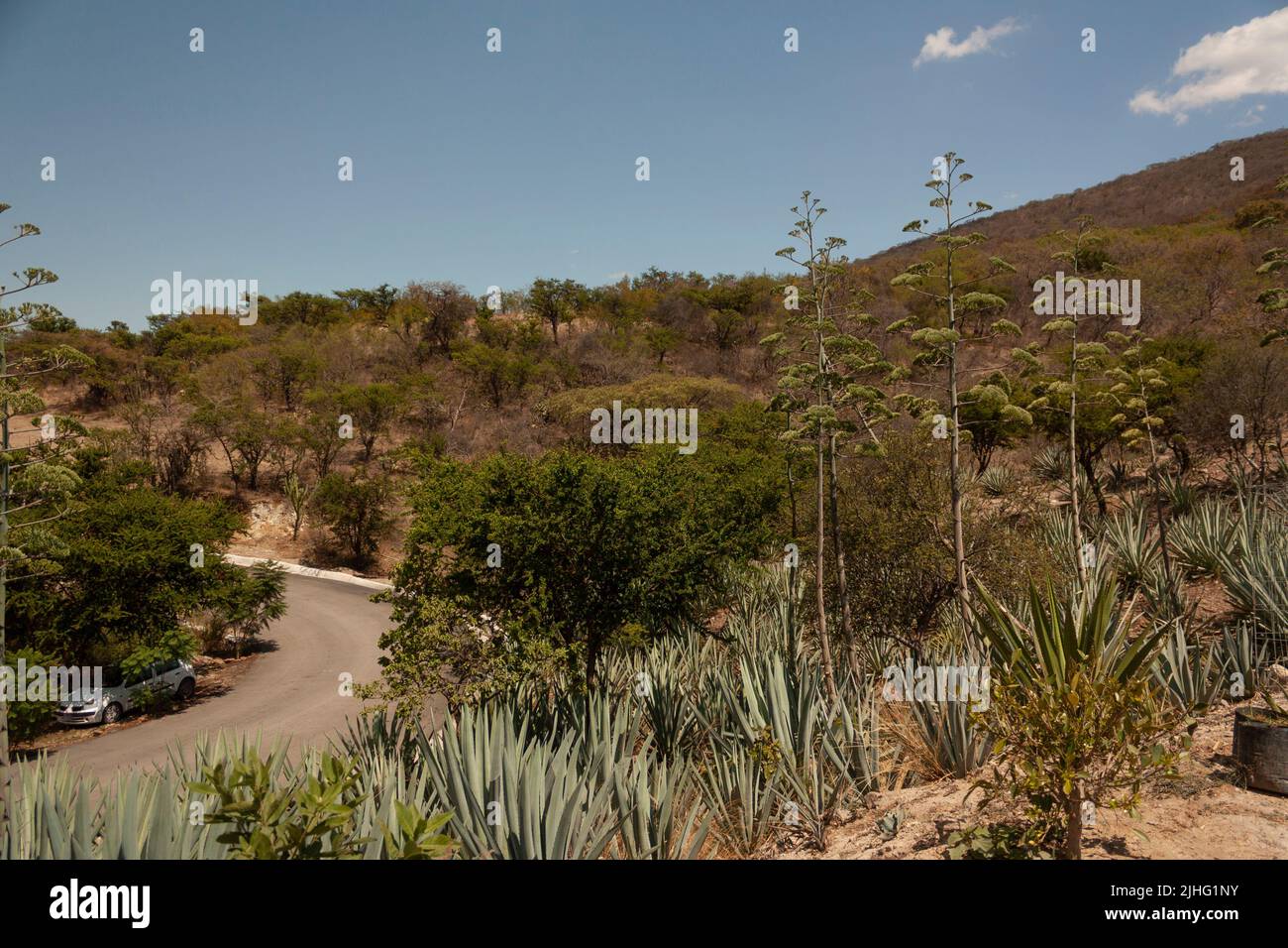 Agave botanical plantation with hualumbo flower in Mexican land surrounded by mountains near the road Stock Photo