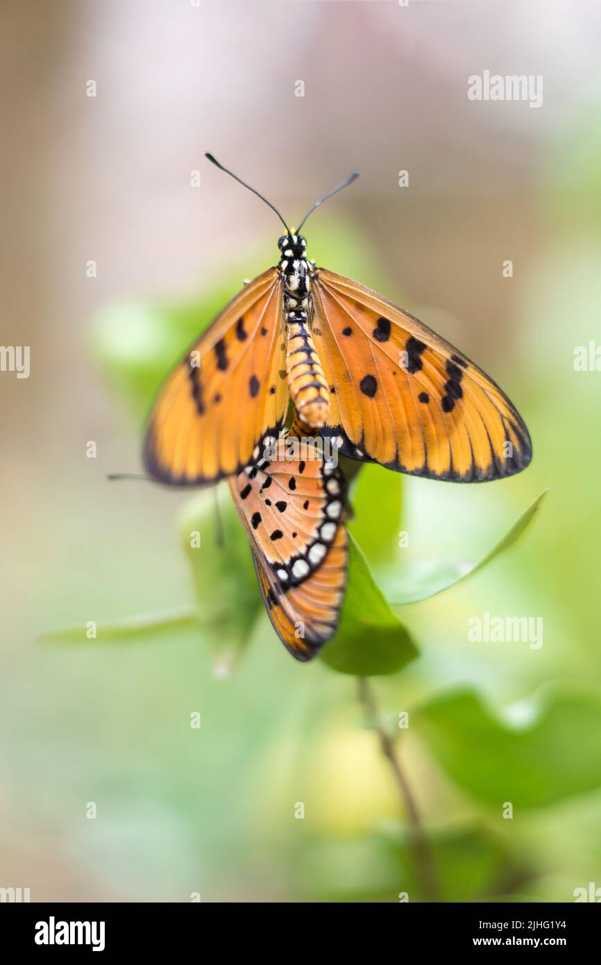 tawny coster butterfly, acraea terpsicore, slow moving, orange color with black spots winged small butterfly, taken in shallow depth of field with spa Stock Photo