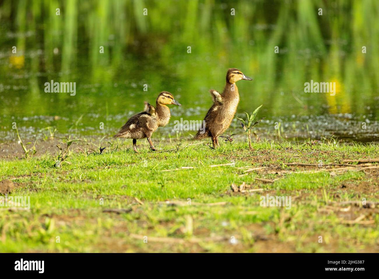 Mallard ducklings at a local park Stock Photo