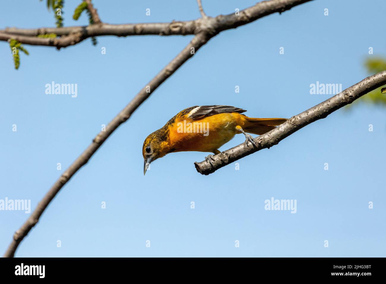 Baltimore oriole perched on branch Stock Photo