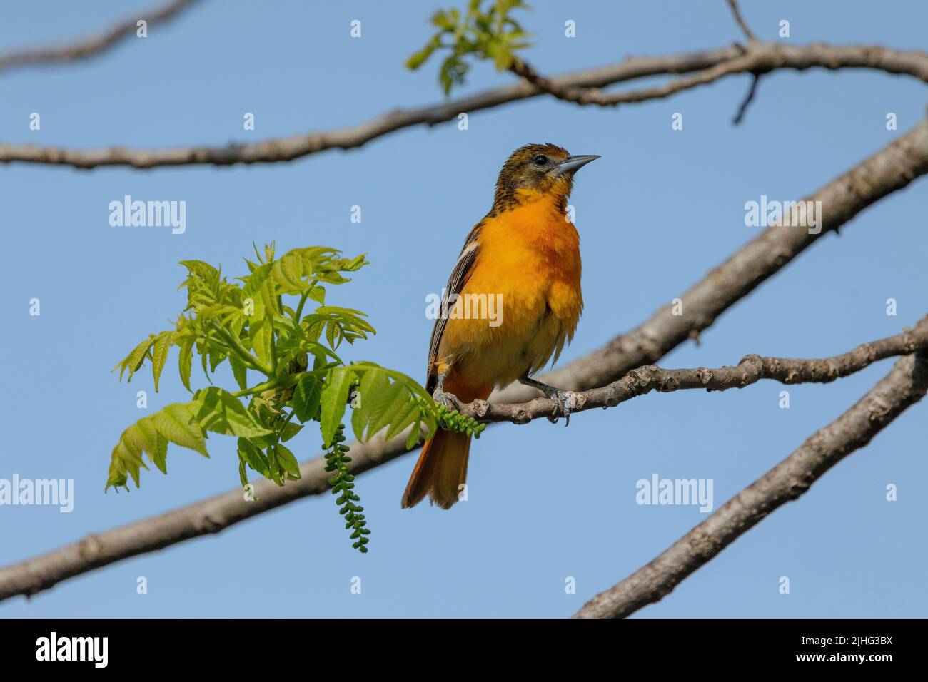 Baltimore oriole perched on branch Stock Photo