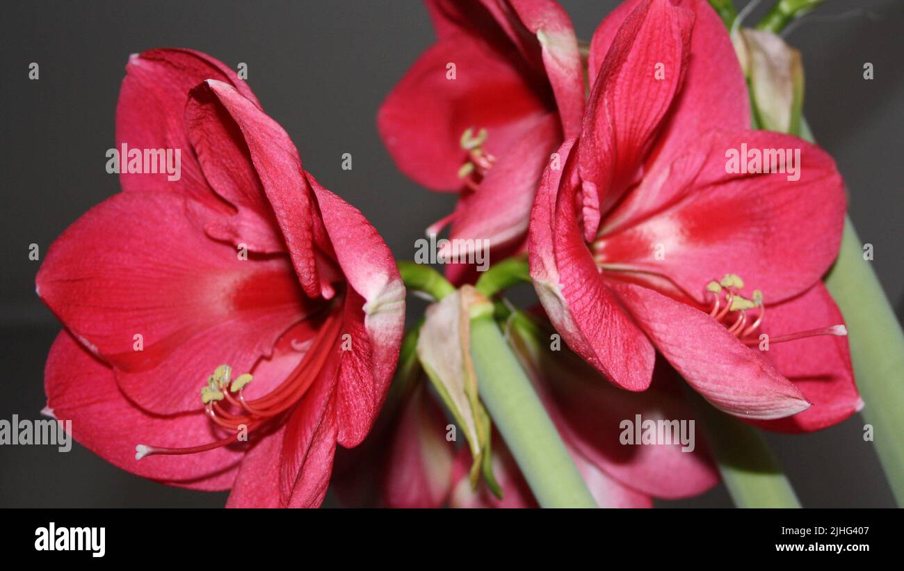 Blooming red amaryllis against gray background Stock Photo