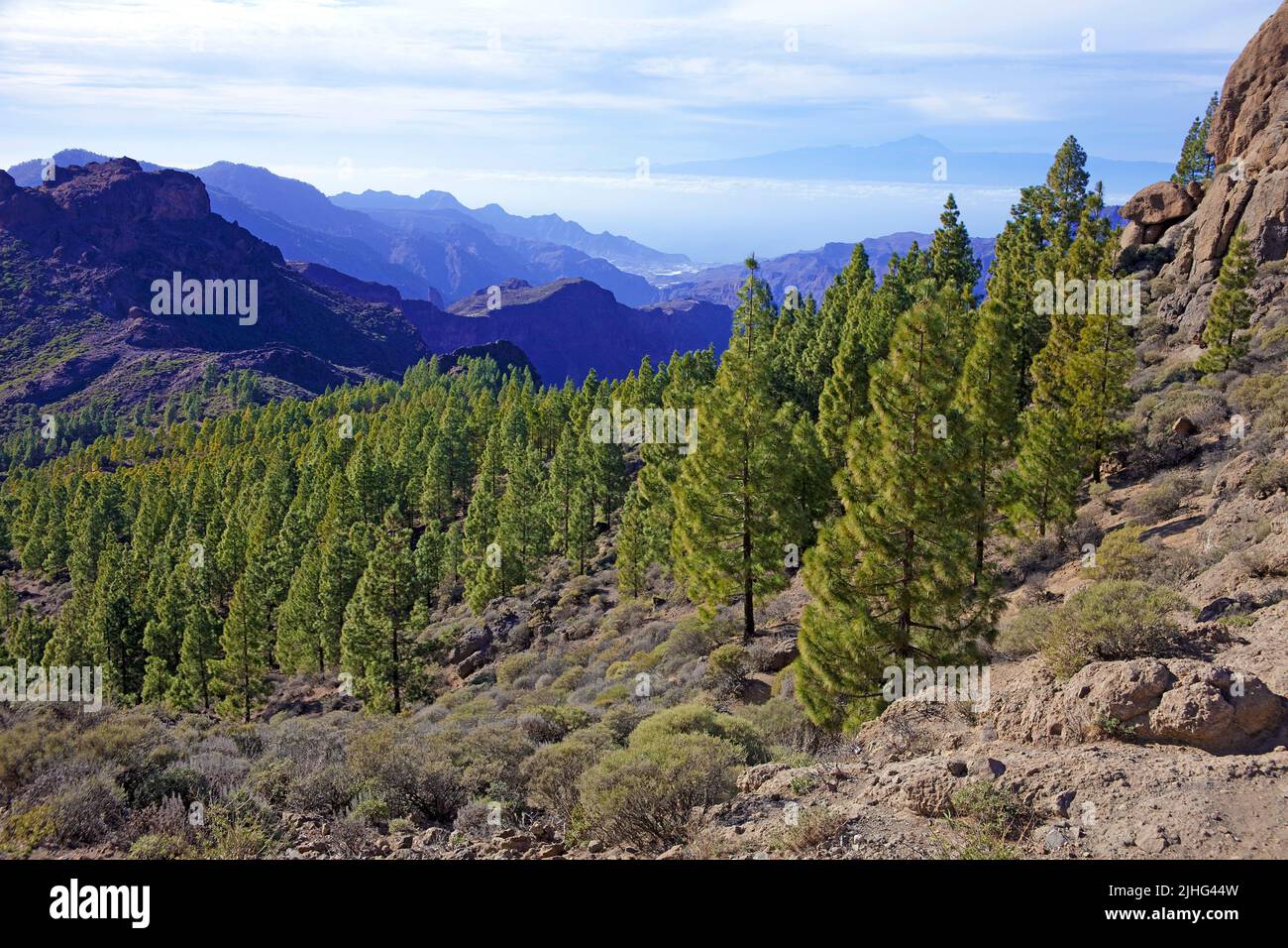 Landscape at Roque Nublo, Tejeda, Grand Canary, Canary islands, Spain, Europe Stock Photo