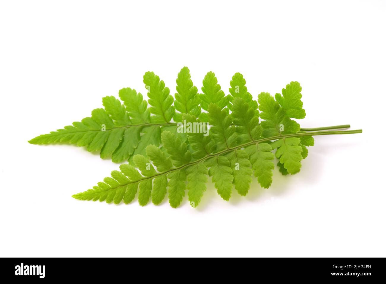 Green fern plants isolated on white background Stock Photo