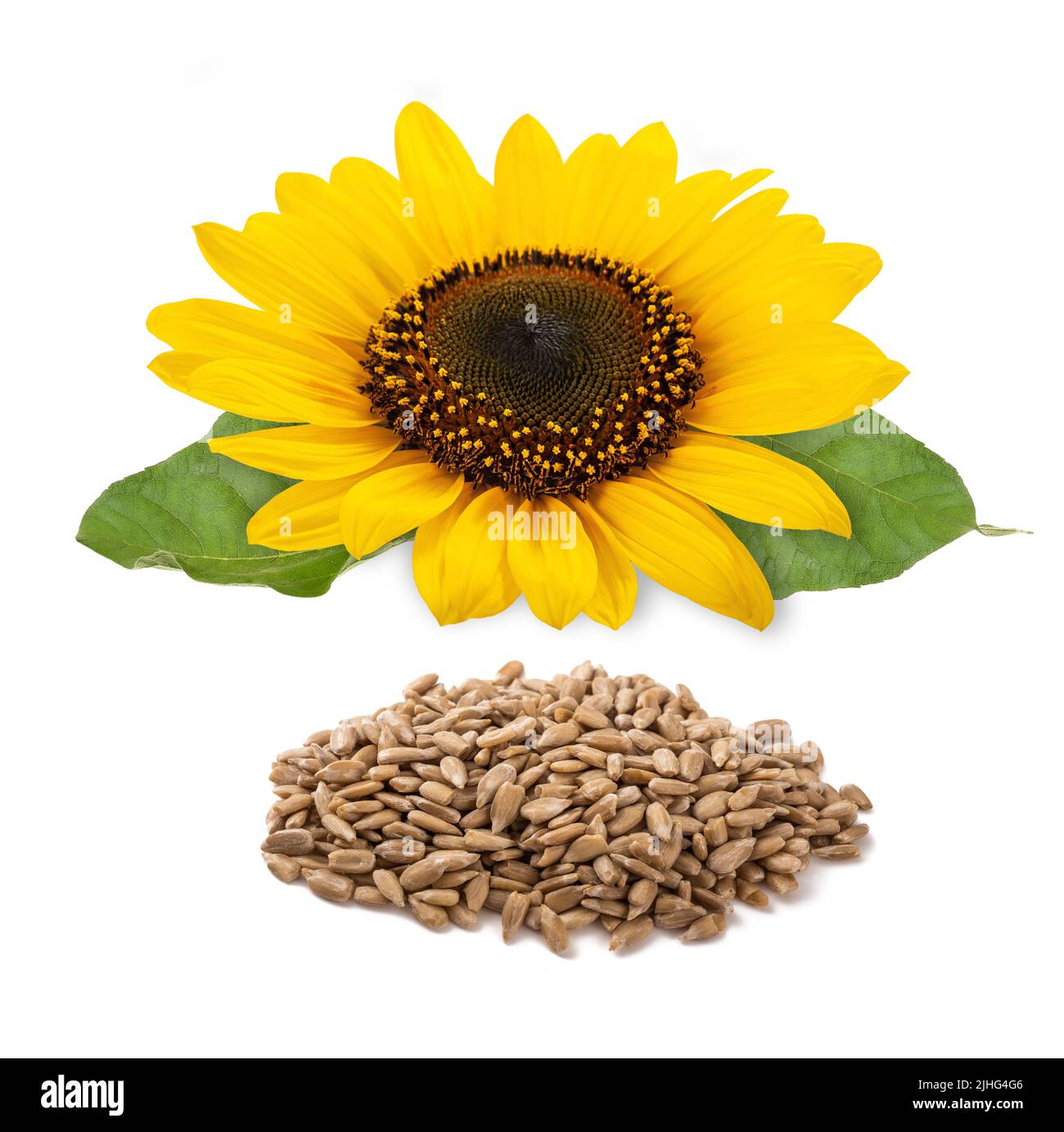 Sunflower flower and  seeds heap isolated on white background Stock Photo