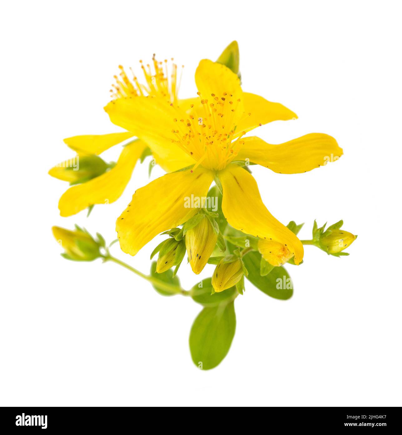 St. John's wort flowers isolated on white background Stock Photo Alamy
