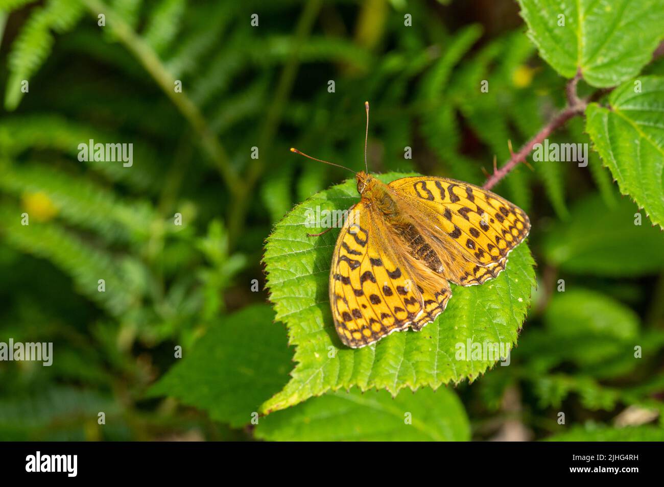 Male Dark Green fritillary butterfly resting on bramble leaf Stock Photo