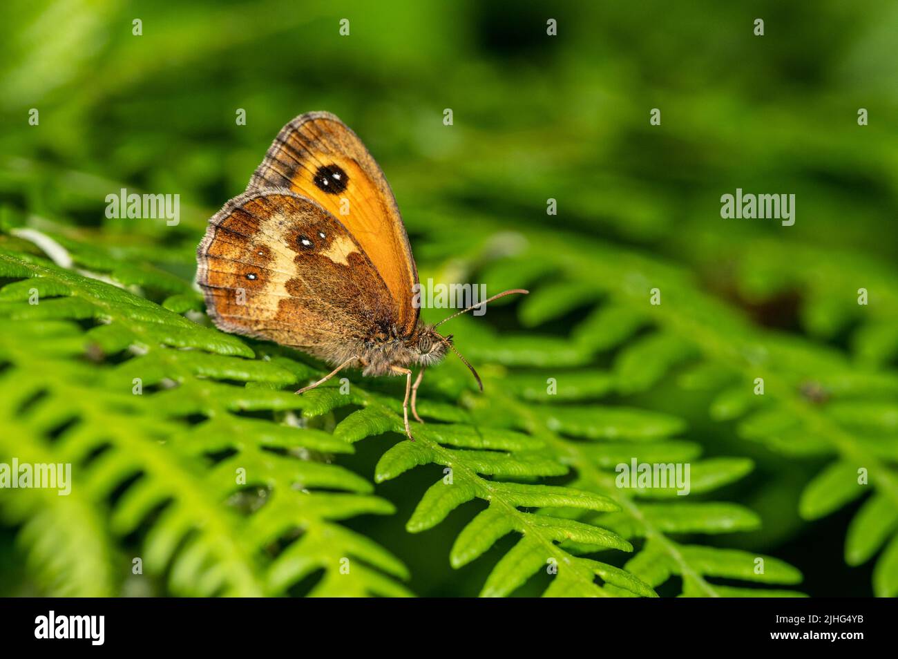 Gatekeeper butterfly resting on bracken frond Stock Photo