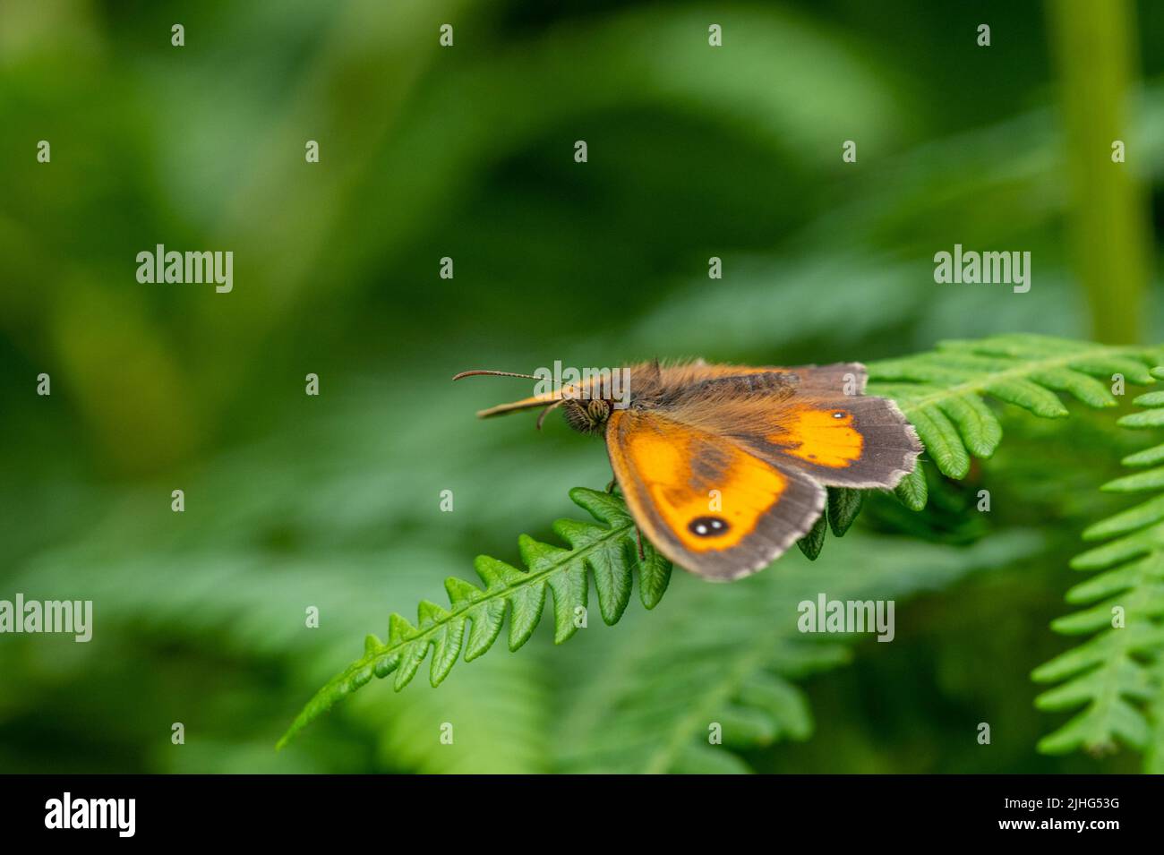 Gatekeeper butterfly sunning on bracken frond Stock Photo