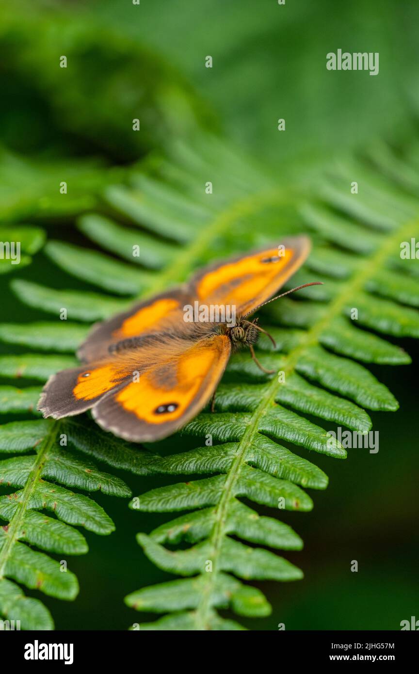 Gatekeeper butterfly sunning on bracken frond Stock Photo