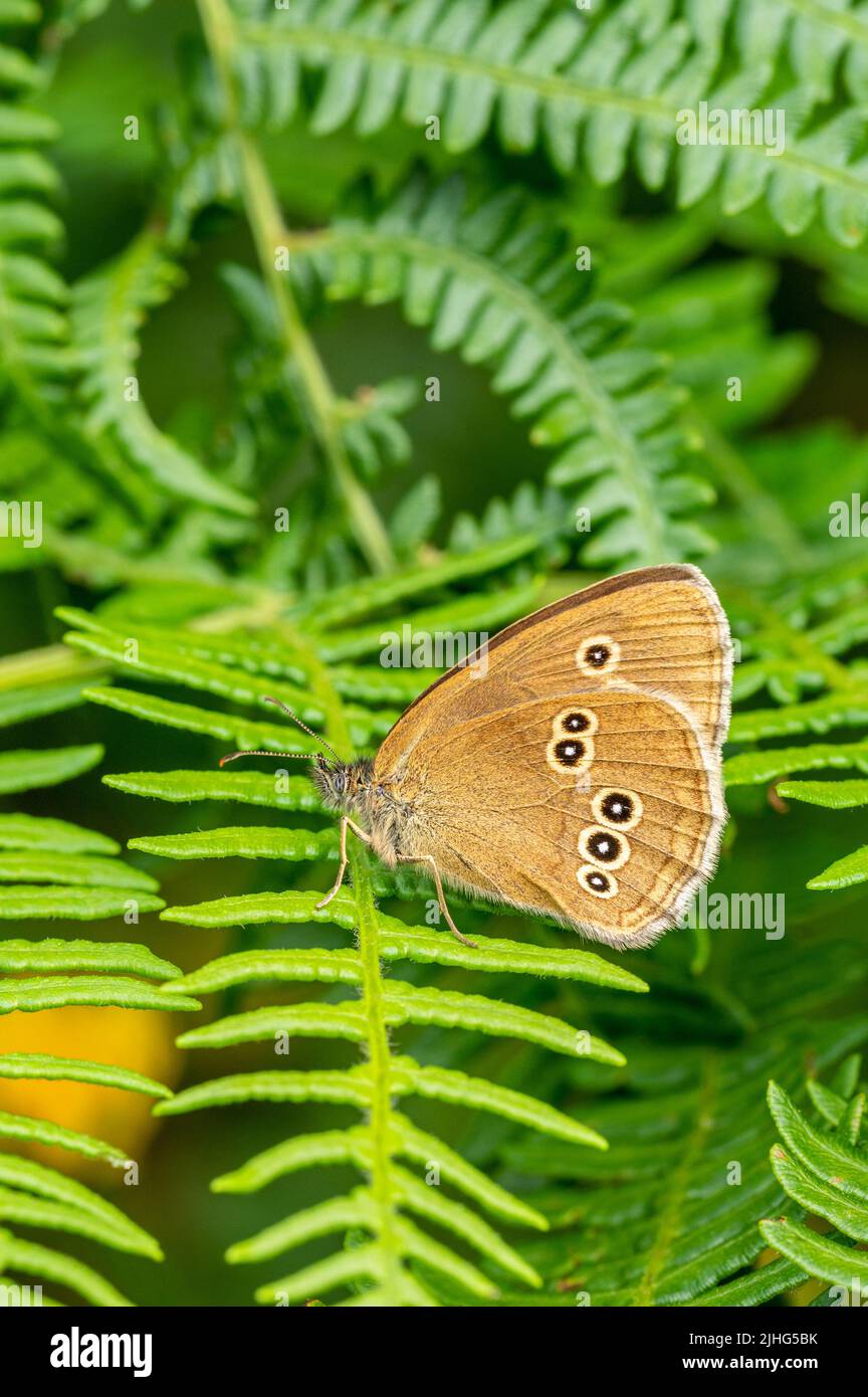 Ringlet butterfly resting on bracken frond showing underwing pattern Stock Photo
