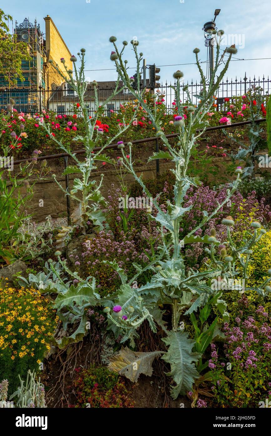 Scottish Thistle (Tribulus) is the flower of Scotland in Princes Street Gardens, Edinburgh, Scotland Stock Photo