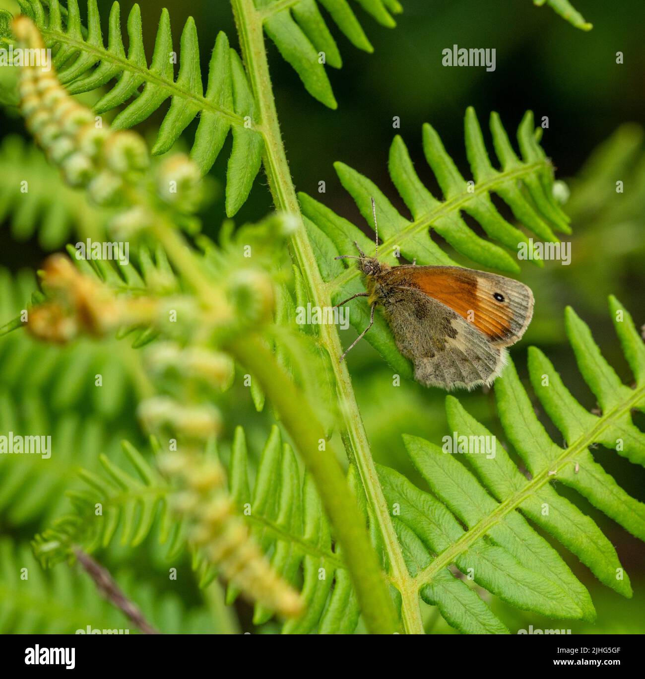 Meadow Brown butterfly resting on bracken frond Stock Photo