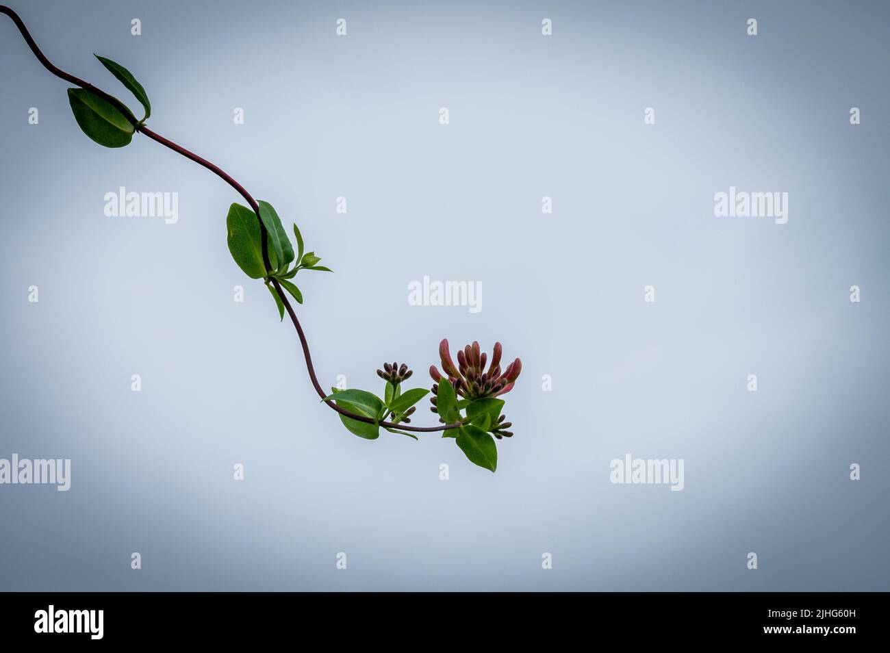Honeysuckle flower against plain sky Stock Photo
