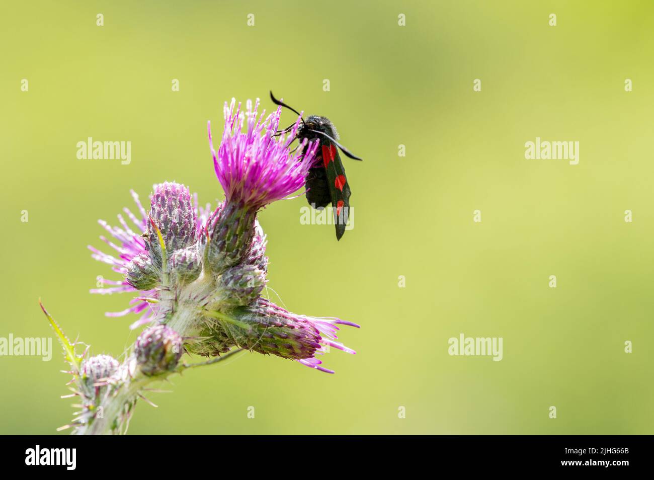 5-Spot Burnet moth feeding on thistle flower Stock Photo