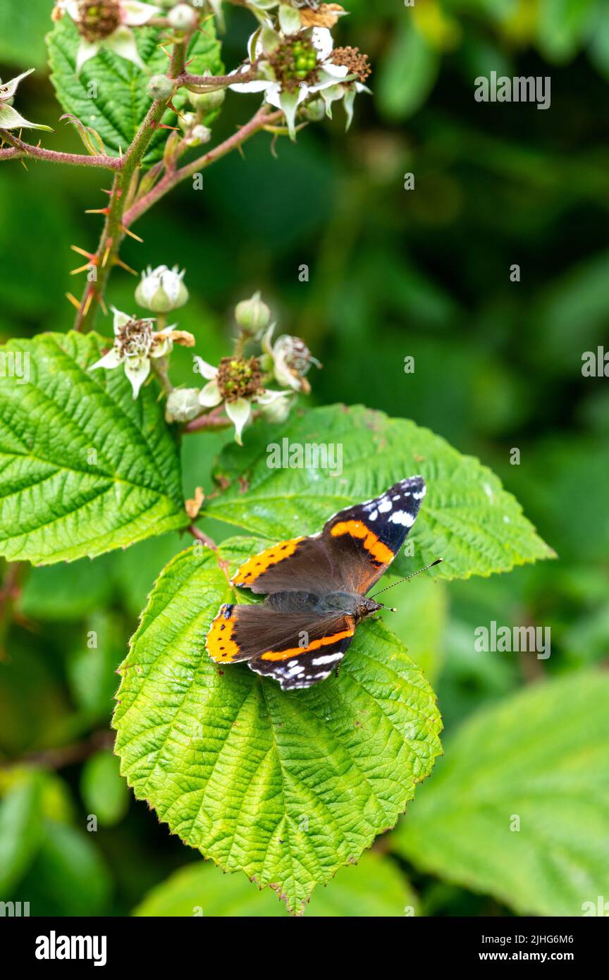Red Admiral butterfly resting on bramble leaf Stock Photo