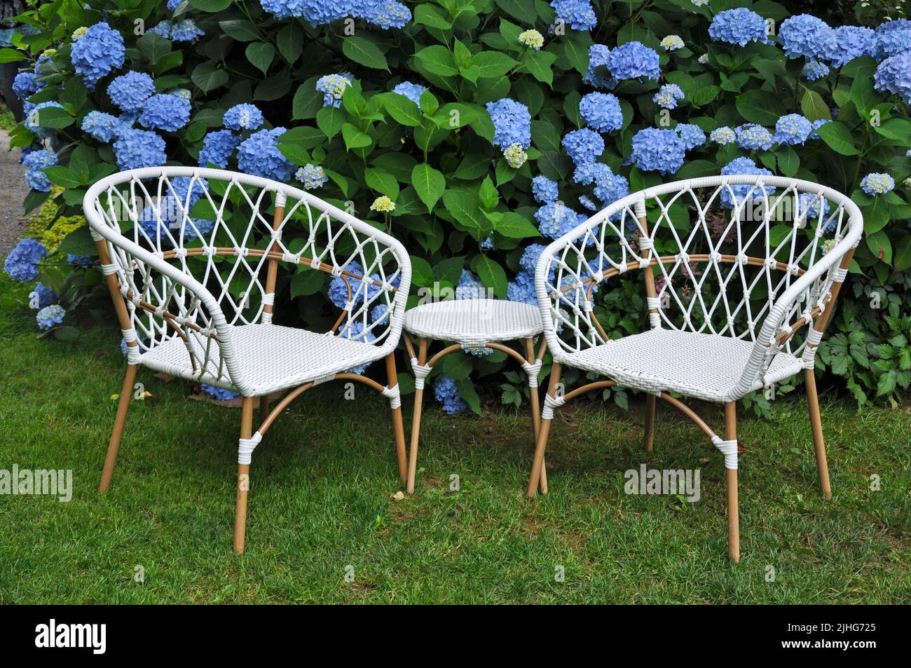 Script Flower Hydrangea Chair Two white wicker chairs in beautiful hydrangea garden Stock Photo - Alamy