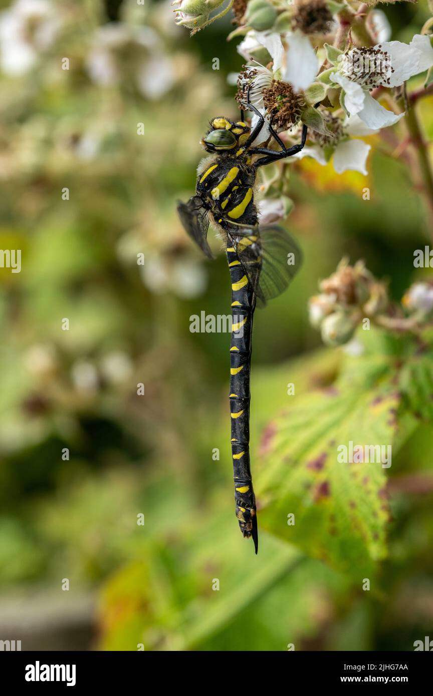 Female Golden-ringed Dragonfly resting on bramble flower. Stock Photo