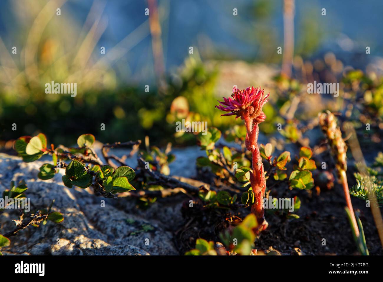 Sempervivum arachnoideum, the cobweb house-leek, a flowering plant in the family Crassulaceae, native to European mountains, in the Alps. Stock Photo