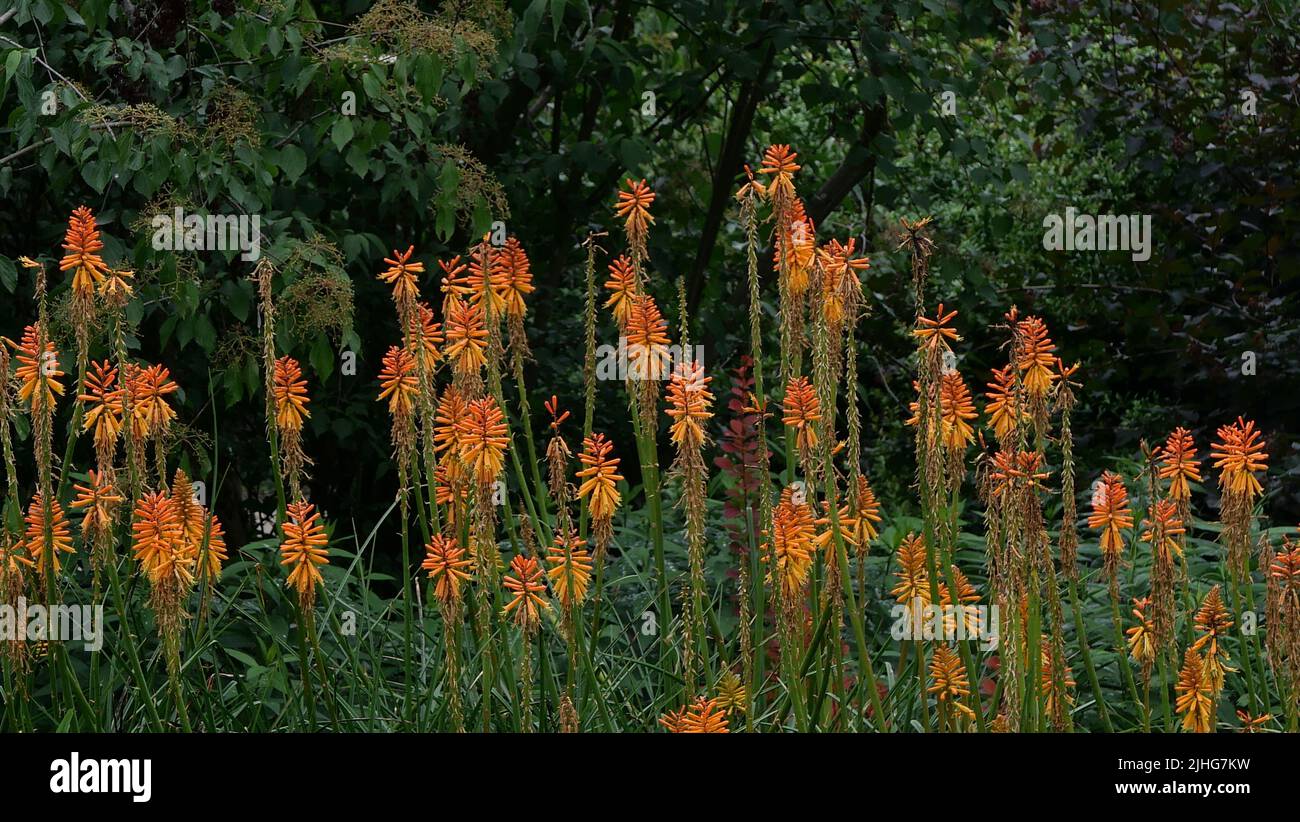 Beautiful orange kniphofia or red hot pokers in garden setting Stock Photo