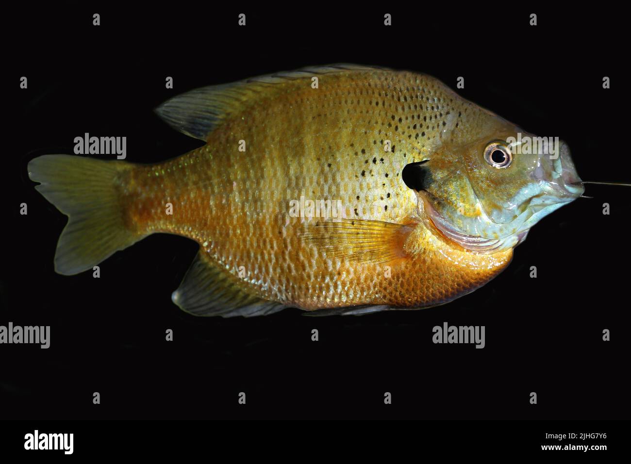 A freshwater sunfish is shown isolated on a black background. Stock Photo