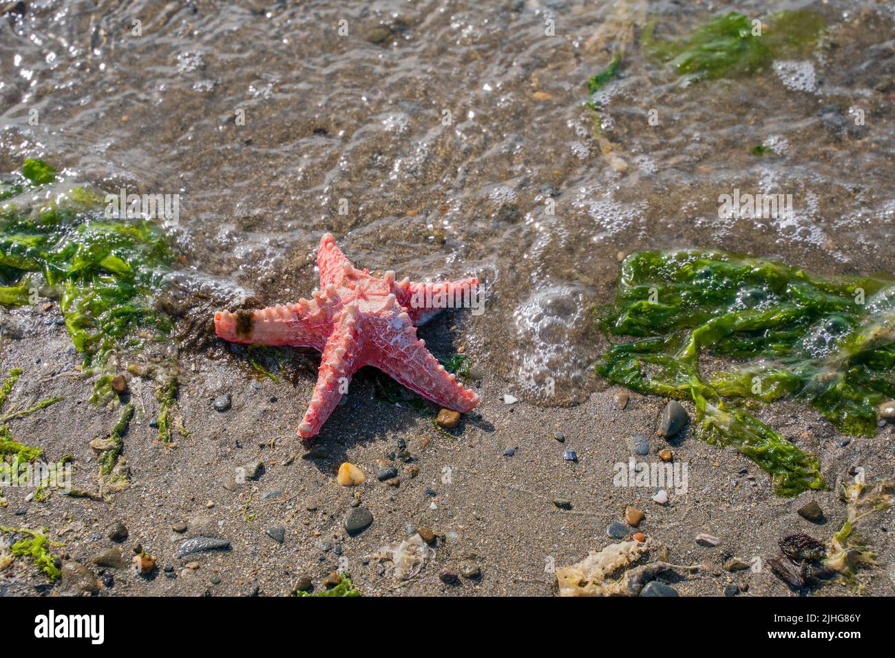 red  star fish shell washed up on a   sand beach with sea weed Stock Photo