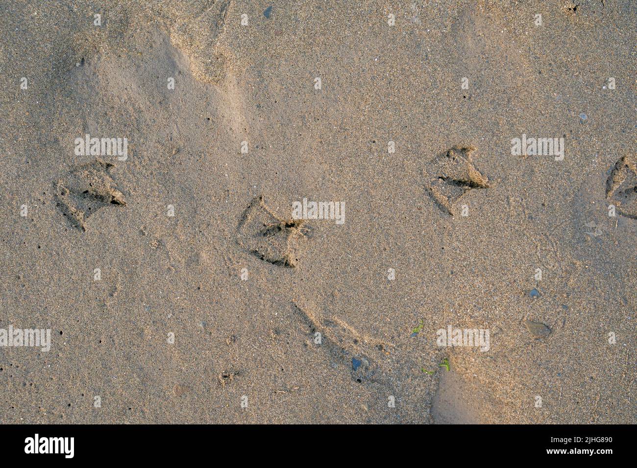 Large Sea Bird Tracks In The Sand On The Beach Stock Photo Alamy Large Sea Bird Tracks In The Sand On The Beach Stock Photo Alamy
