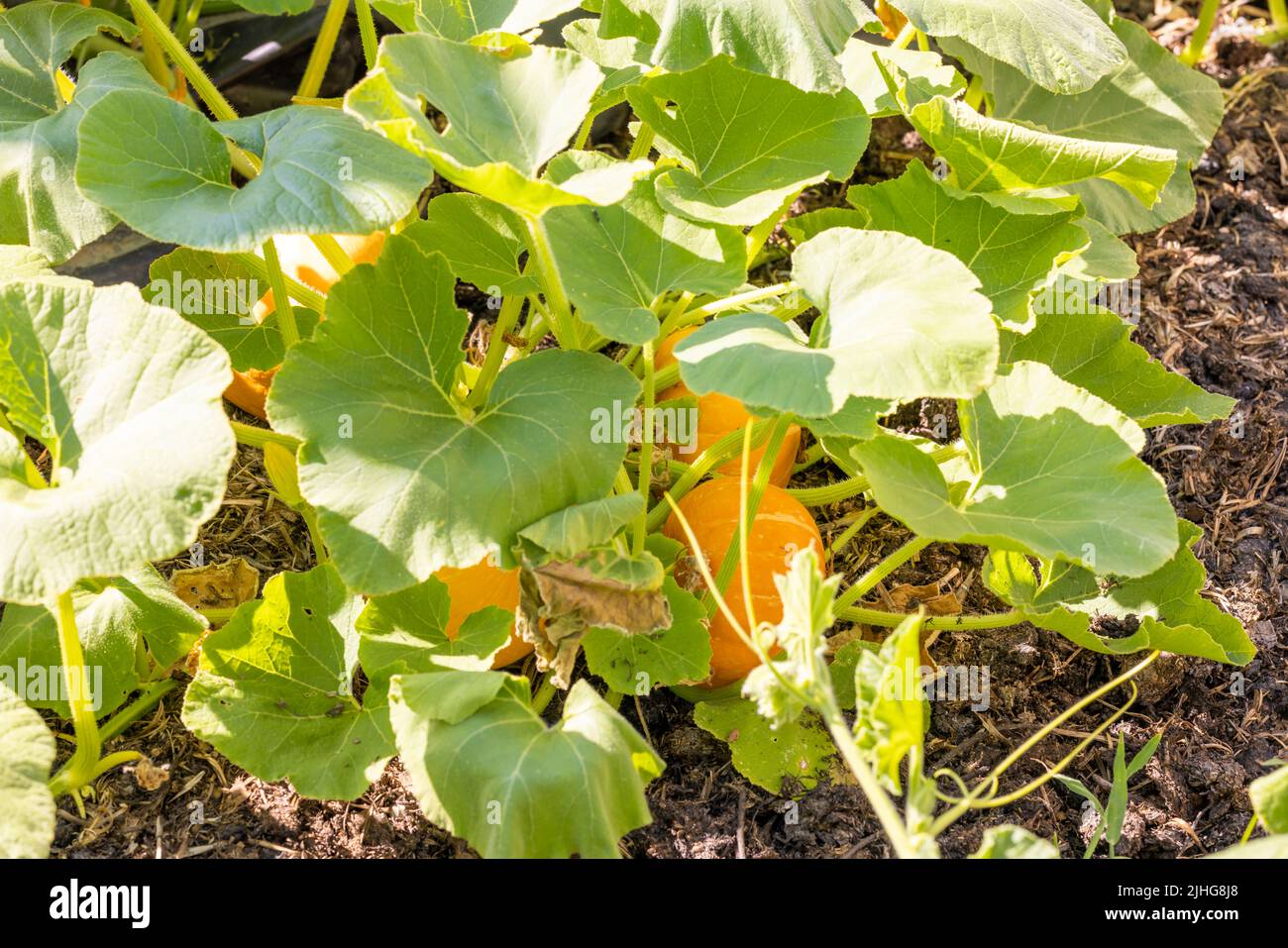 Suet gourd hires stock photography and images Alamy