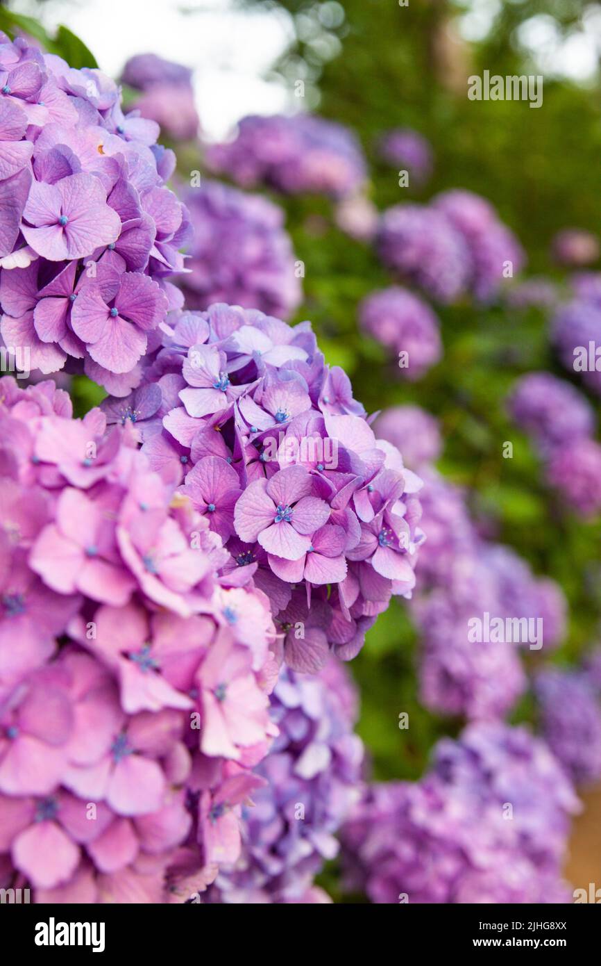 hydrangea in June named ajisai in Japanese. It is pink and cute