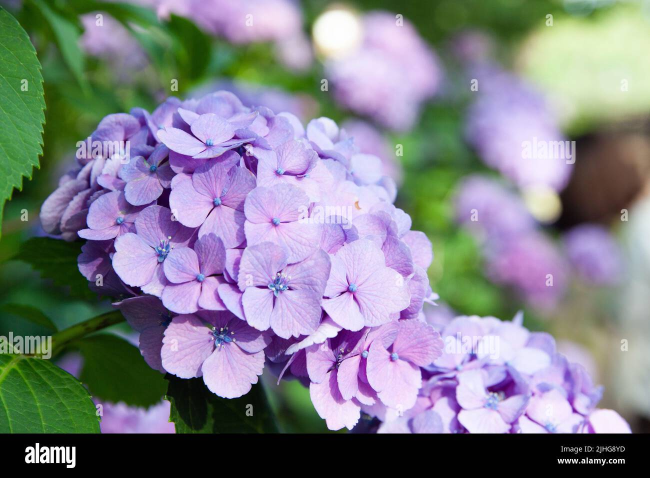 Ajisai Hi Res Stock Photography And Images Alamy