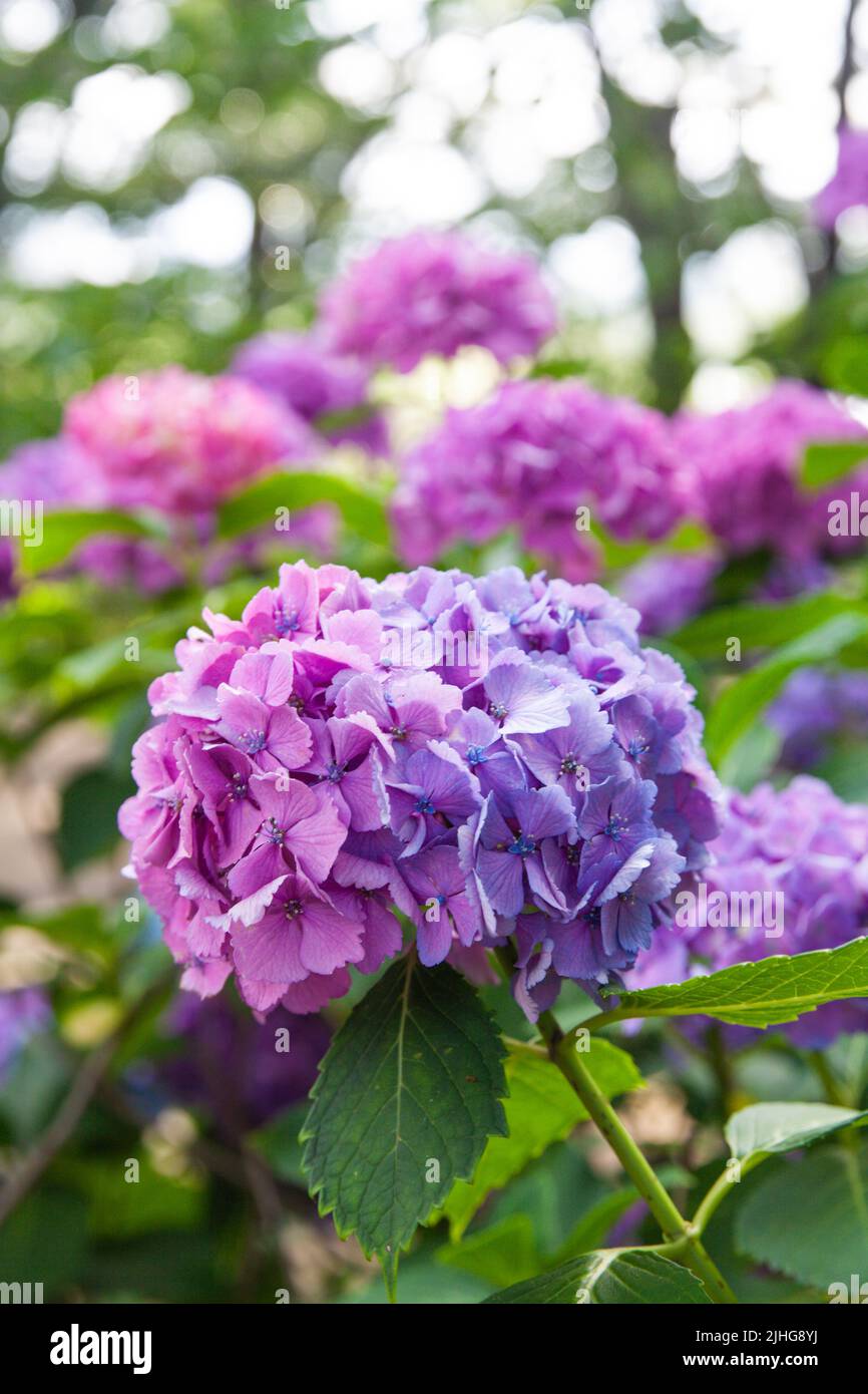 Ajisai Japan Hi Res Stock Photography And Images Alamy