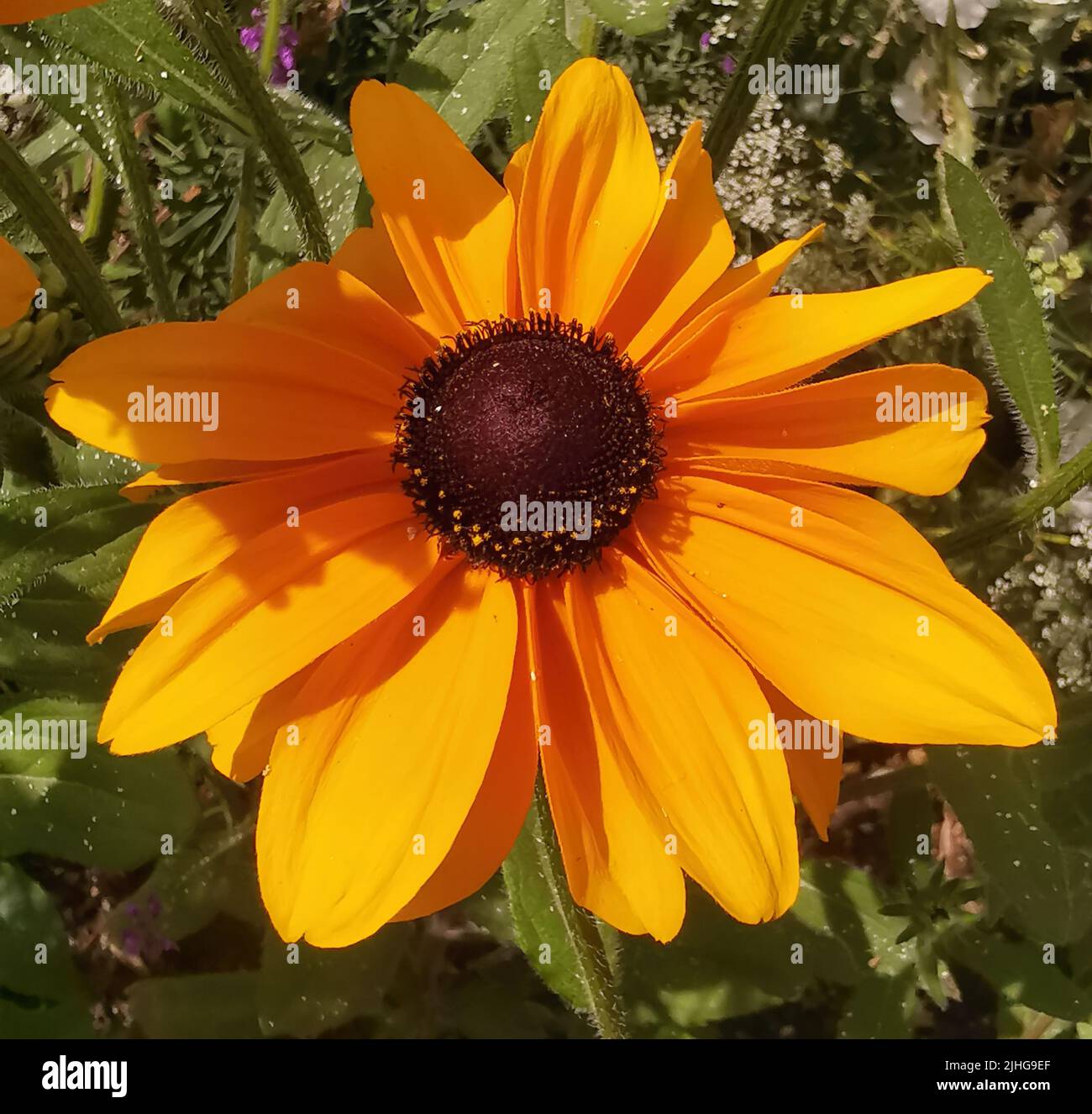 Deep Raspberry Daisies Close up gerbera daisy stamens hi-res stock photography and images - Alamy