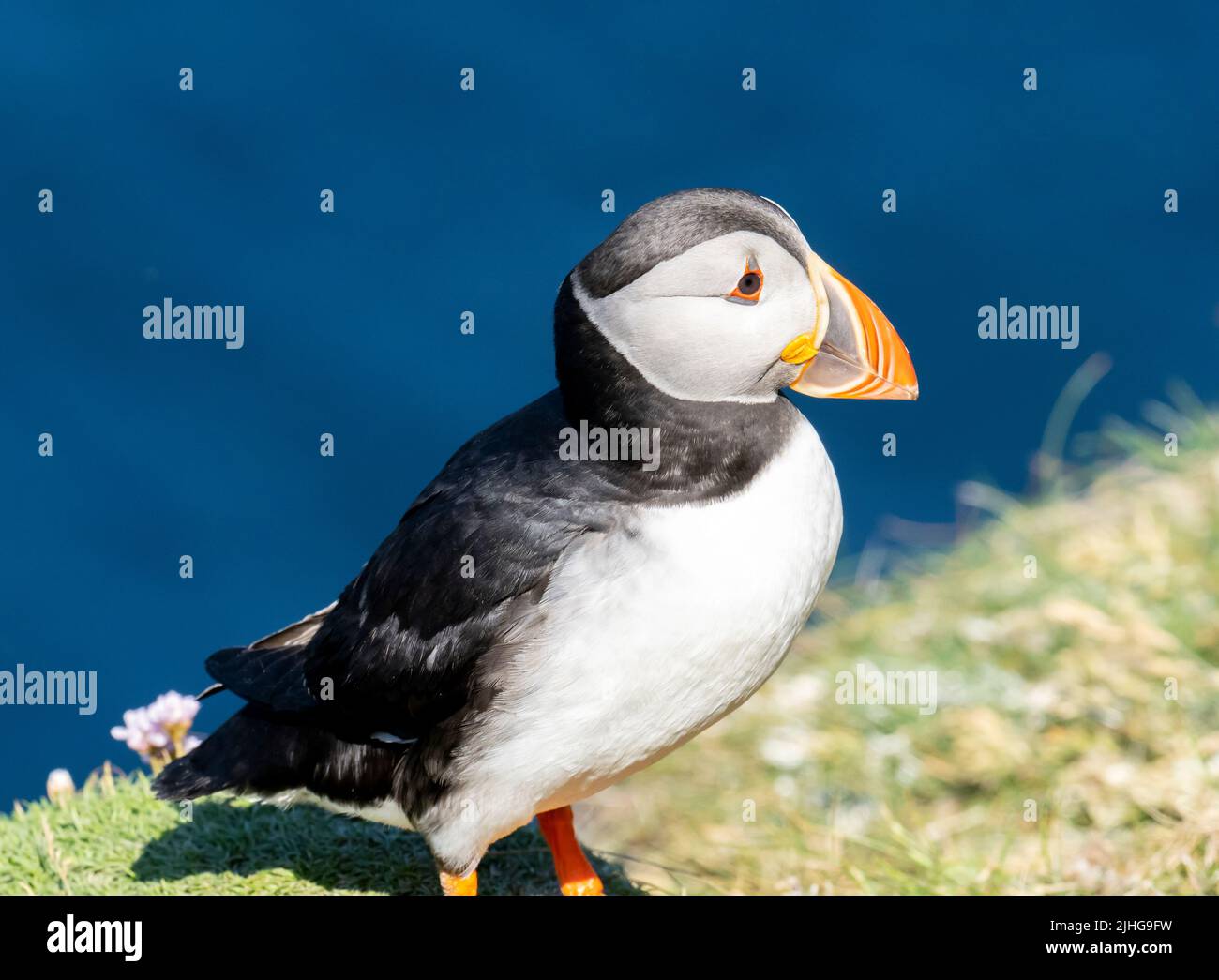 Atlantic Puffin, Fratercula arctica at Sumburgh Head on the southern tip of Shetland, Scotland, UK. Stock Photo