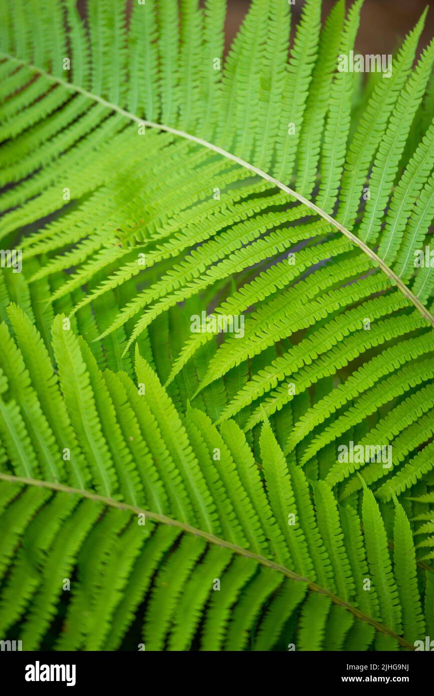 Beautiful fern leaf texture in nature. Natural ferns background Fern ...