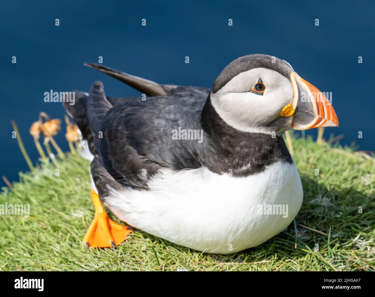 Atlantic Puffin, Fratercula arctica at Sumburgh Head on the southern tip of Shetland, Scotland, UK. Stock Photo