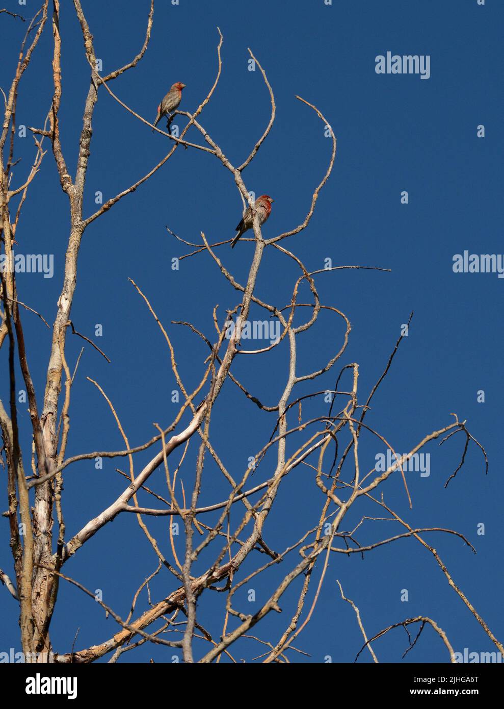 Male house finches (Haemorhous Mexicanus) perch in Santa Fe, New Mexico