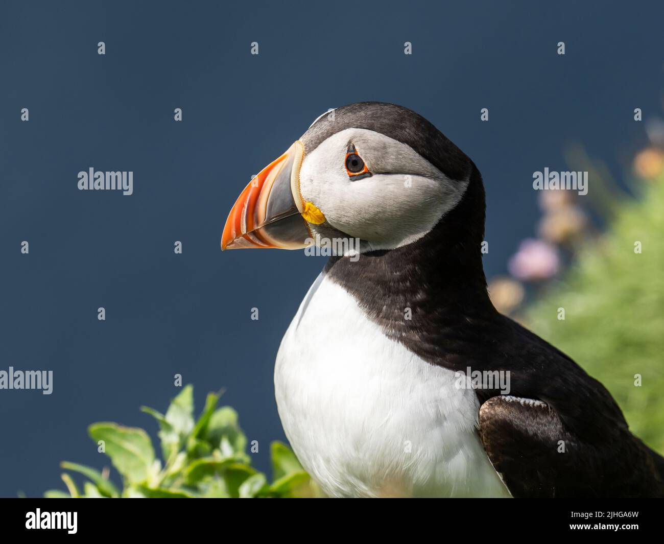 Atlantic Puffin, Fratercula arctica amongst Sea Pinks at Sumburgh Head on the southern tip of Shetland, Scotland, UK. Stock Photo