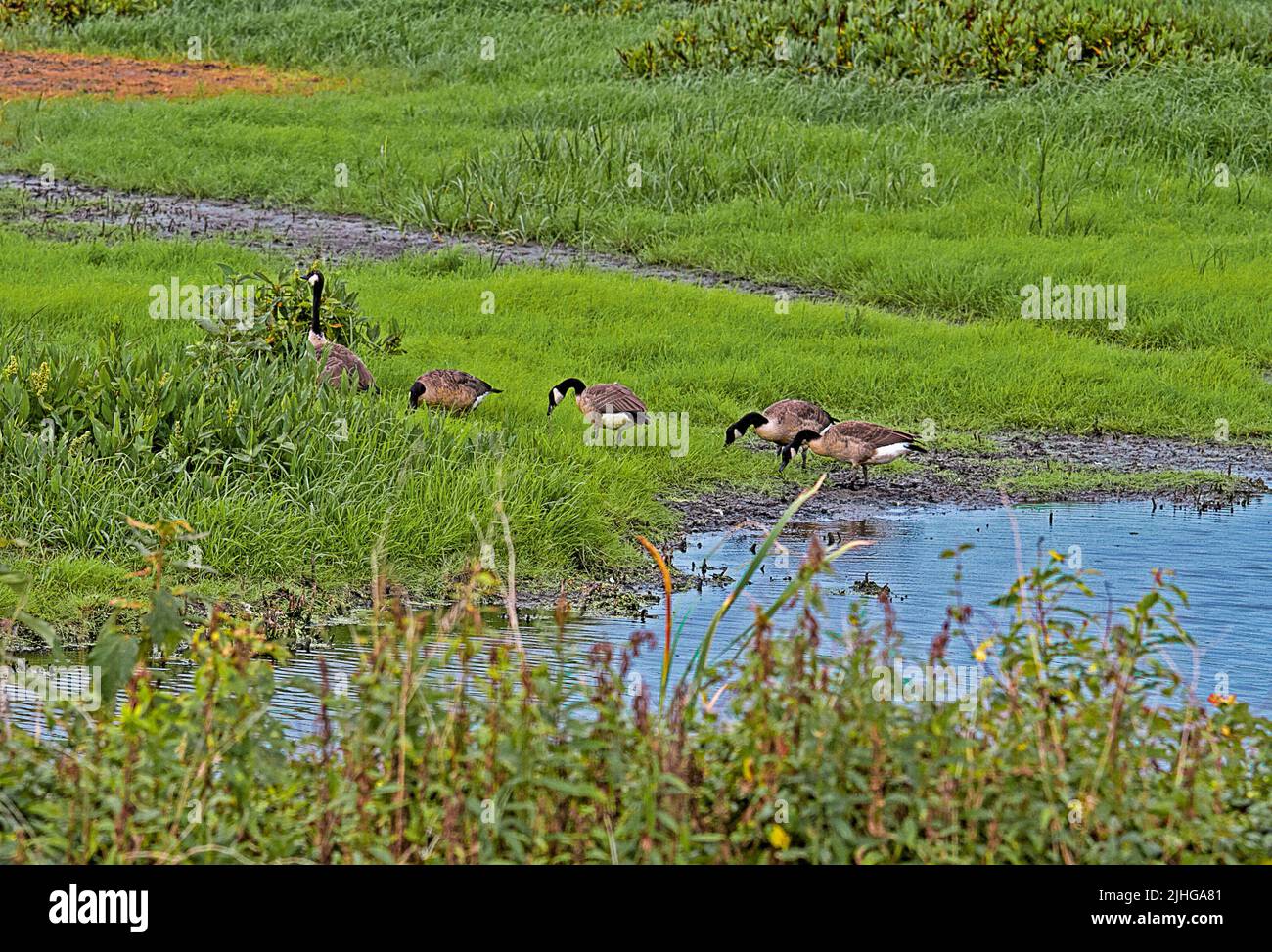 Canadian Geese by the pond in the wetlands Stock Photo