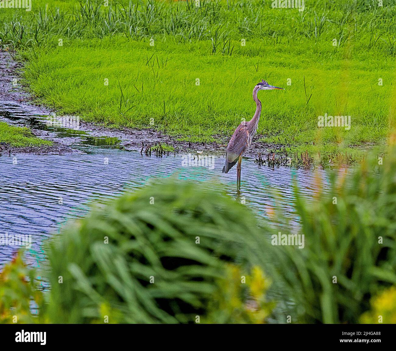 Tall wildlife birds wading in Wetland waters Stock Photo