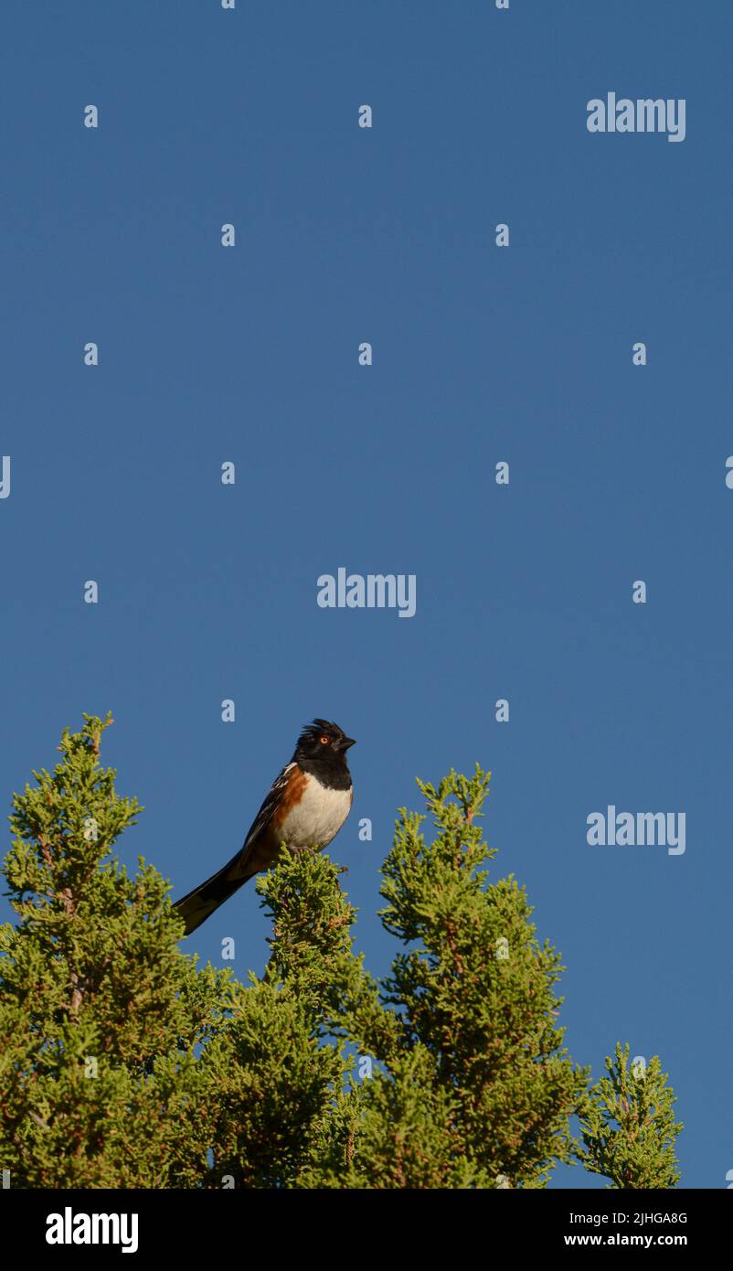 A spotted towhee (Pipilo maculatus) sings atop a juniper tree in Santa