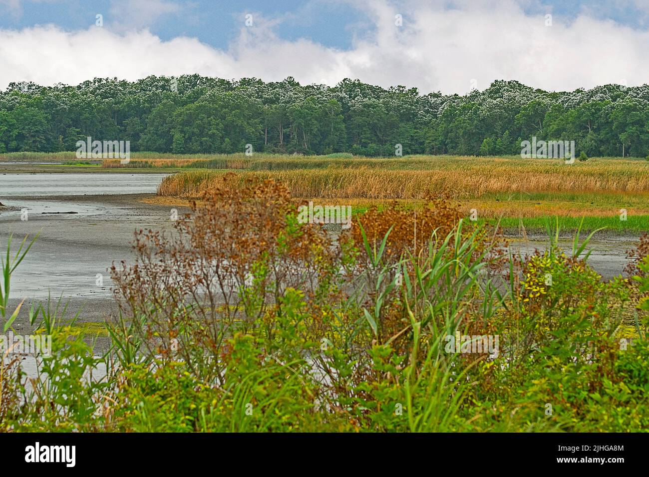 Views of the wetlands with tall grasses, cattails, and marsh Stock Photo